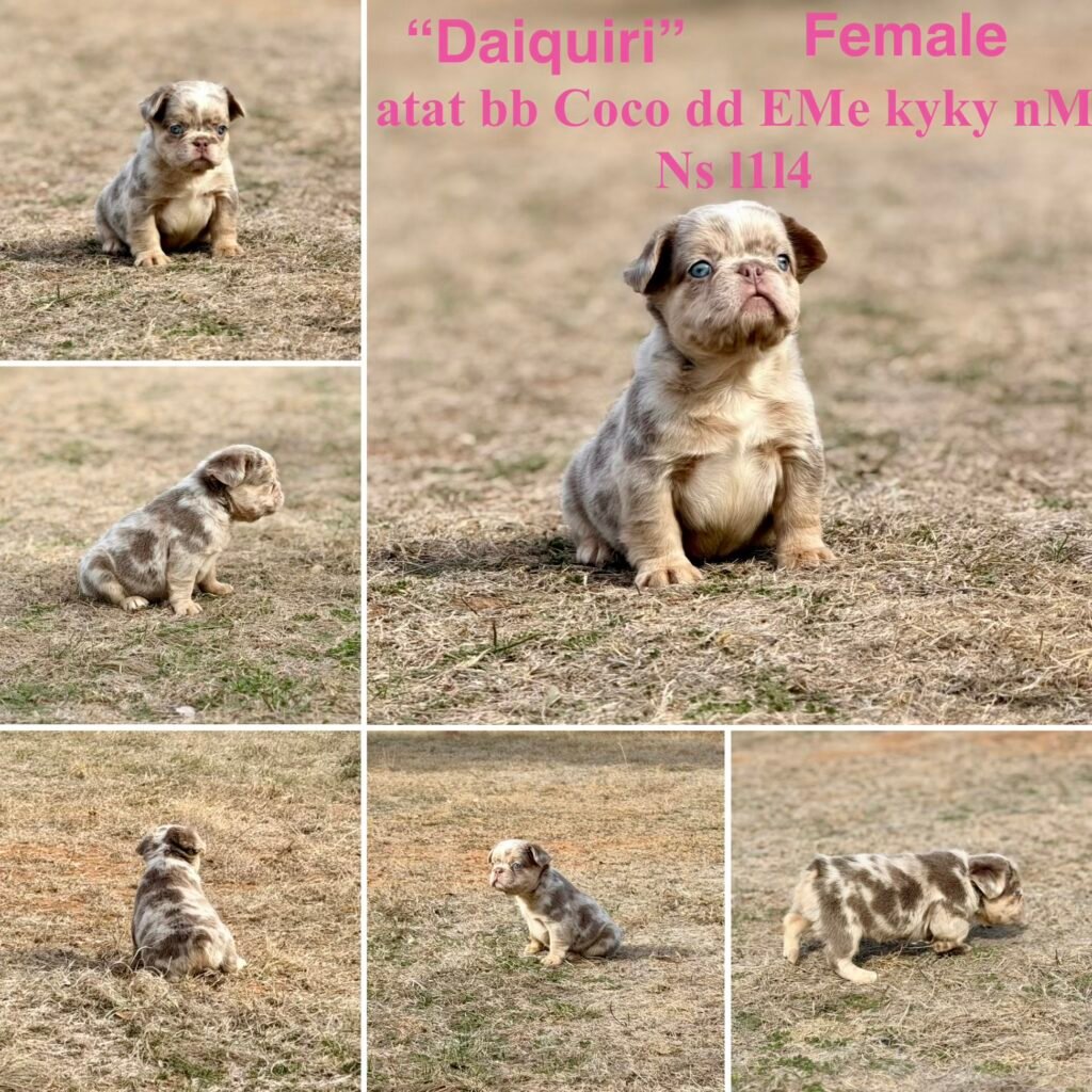 French Bulldog Puppy